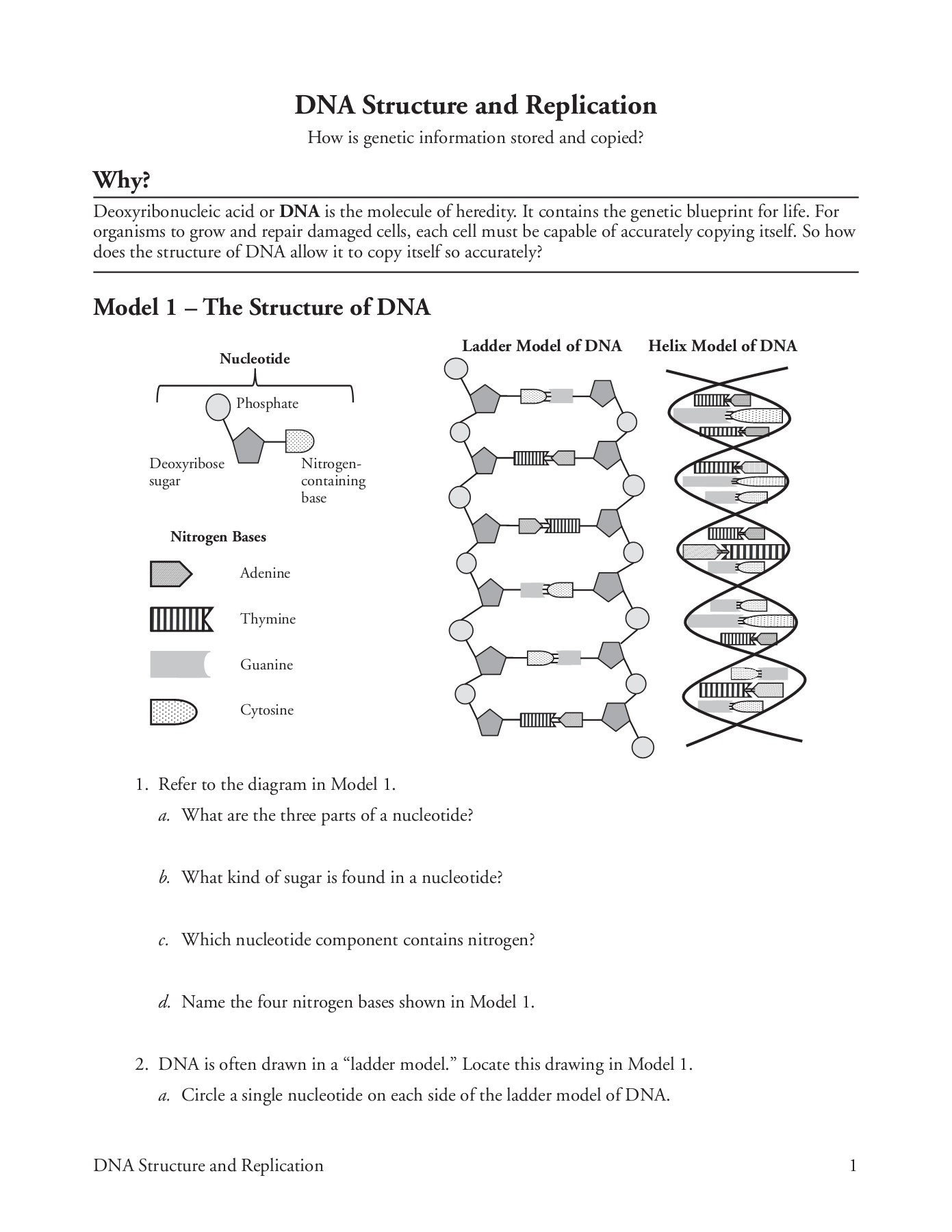 Dna Replication Worksheet Key Dna Structure and Replication Pages 1 5 Text Version