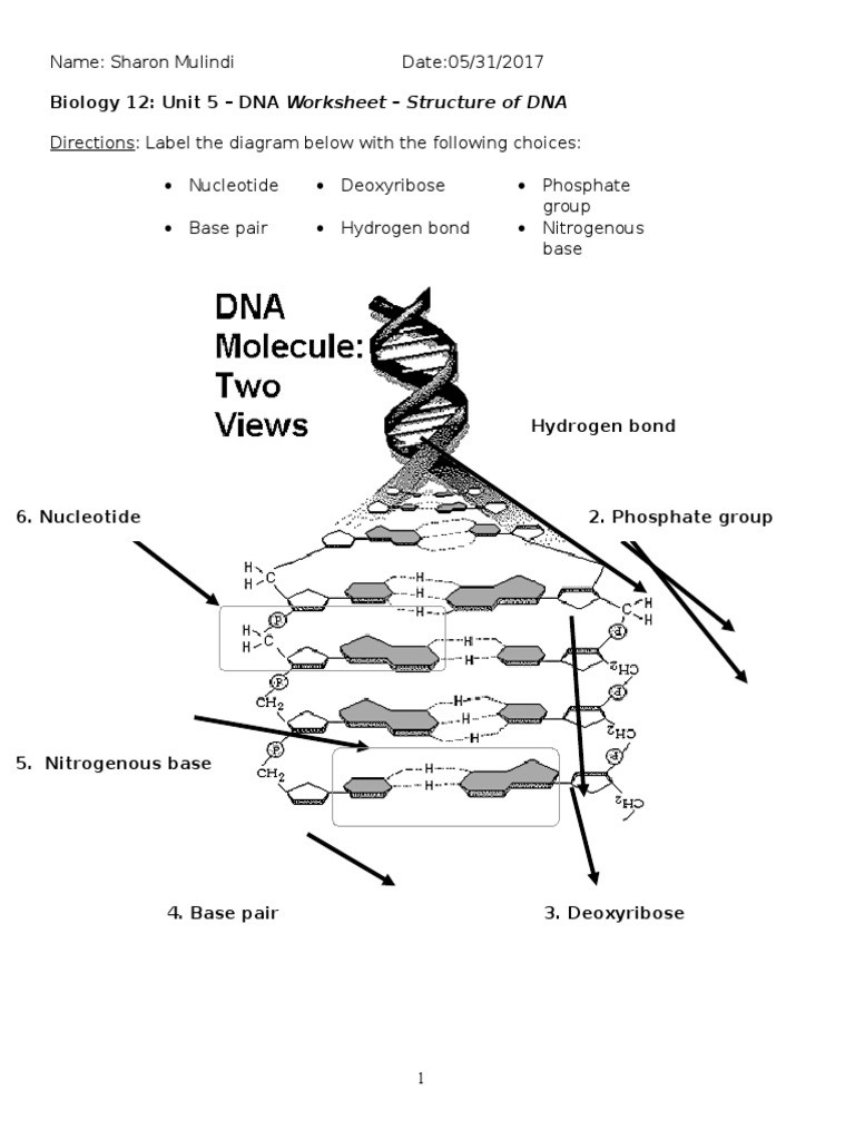 Dna Structure Worksheet Answer Biology 12 Unit 5 Dna Worksheet Dna Strucuture 1