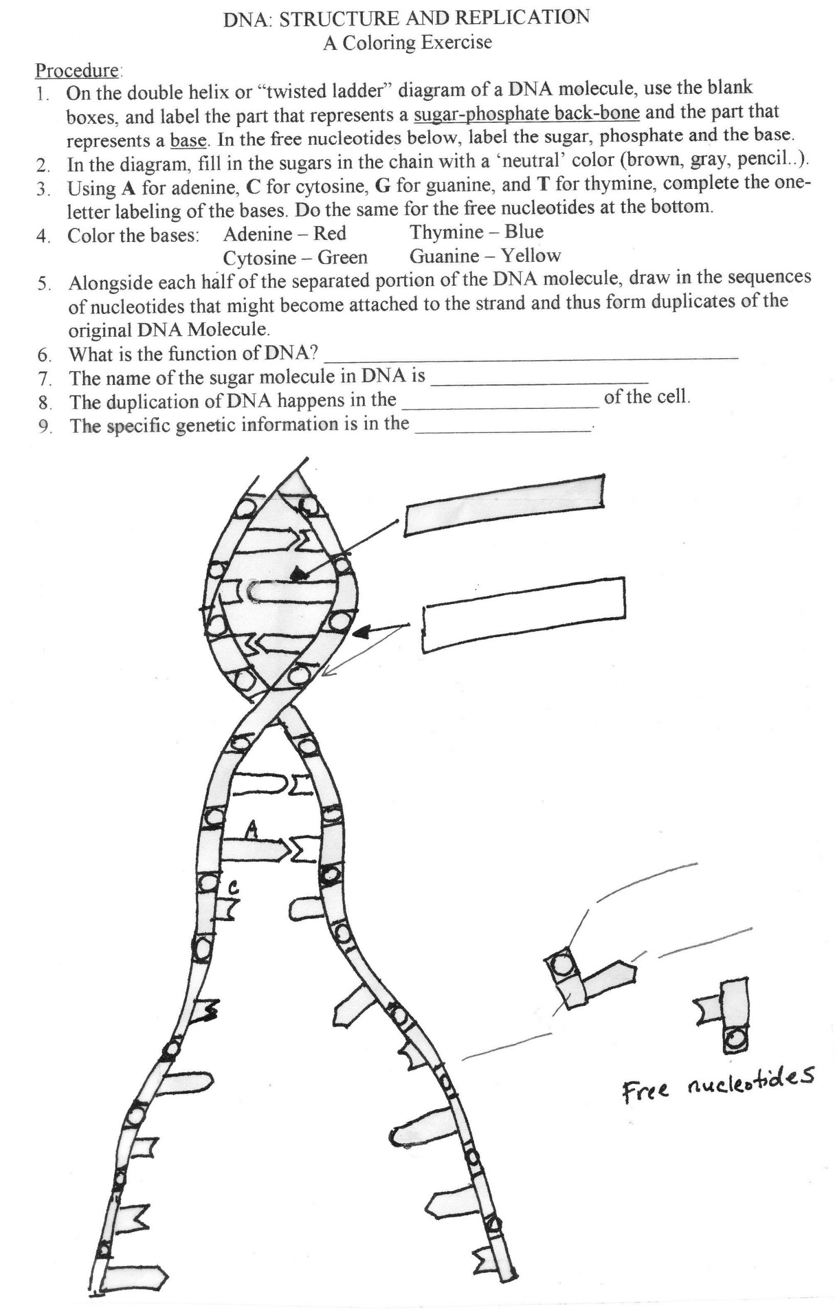 Dna the Double Helix Worksheet Coloring Worksheet Answer Key Biology
