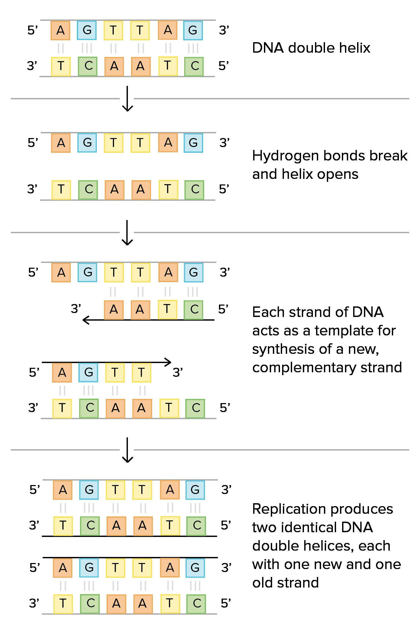 Dna the Double Helix Worksheet Ficial Dna Structure and Replication Worksheet