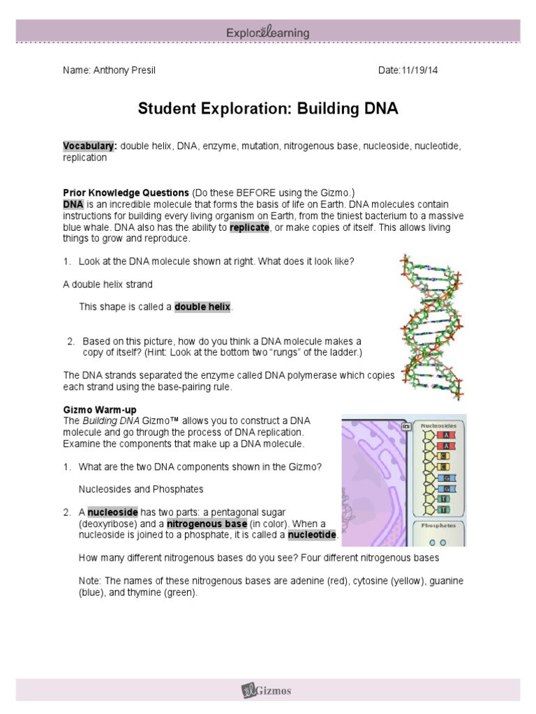 Dna the Double Helix Worksheet Student Exploration Building Dna Nucleotides