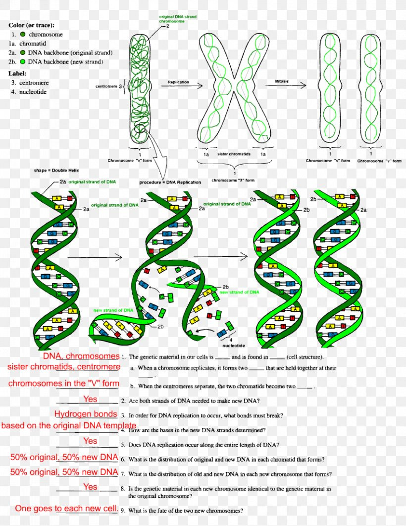 Dna the Double Helix Worksheet the Double Helix A Personal Account the Discovery the