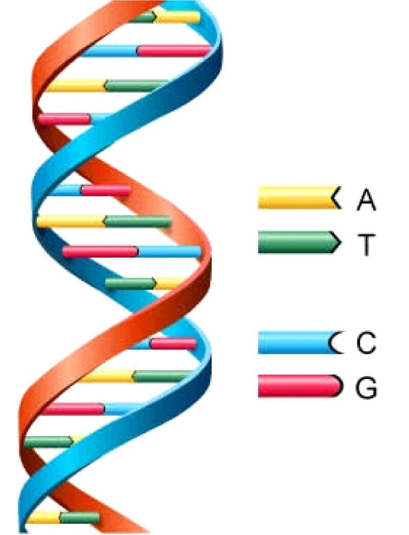 Dna the Double Helix Worksheet This Shows the Main Example Of Nucleic Acids Known as Dna