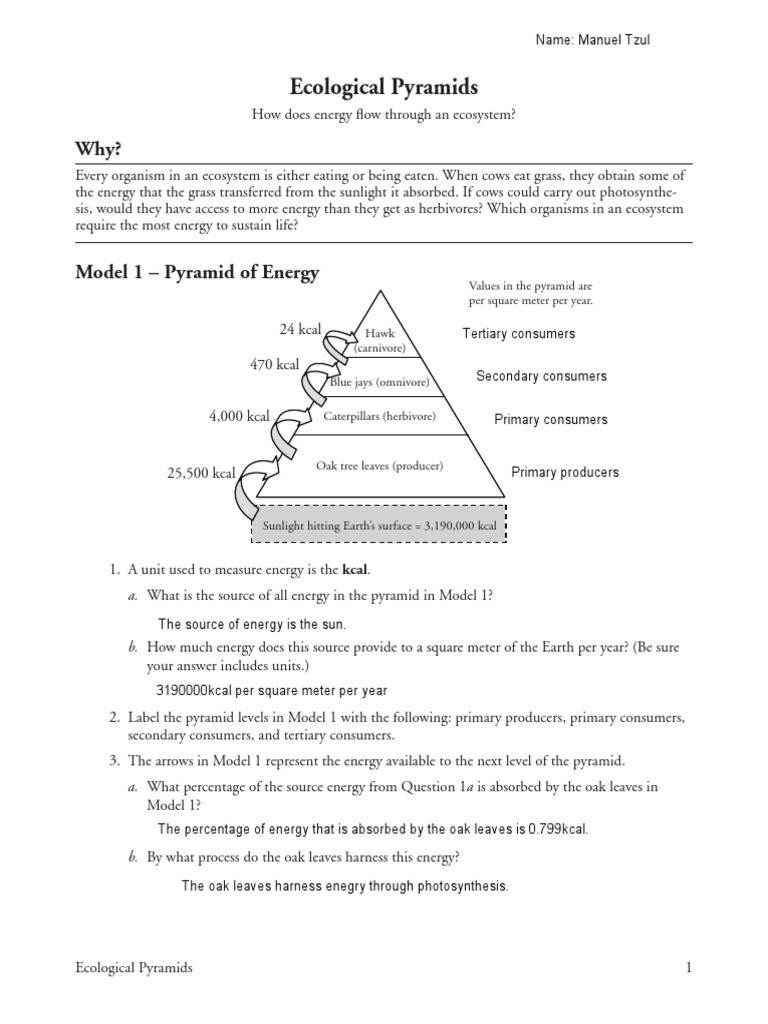 Ecological Pyramids Worksheet Answer Key 26 Ecological Pyramids Manuel Tzul Food Web