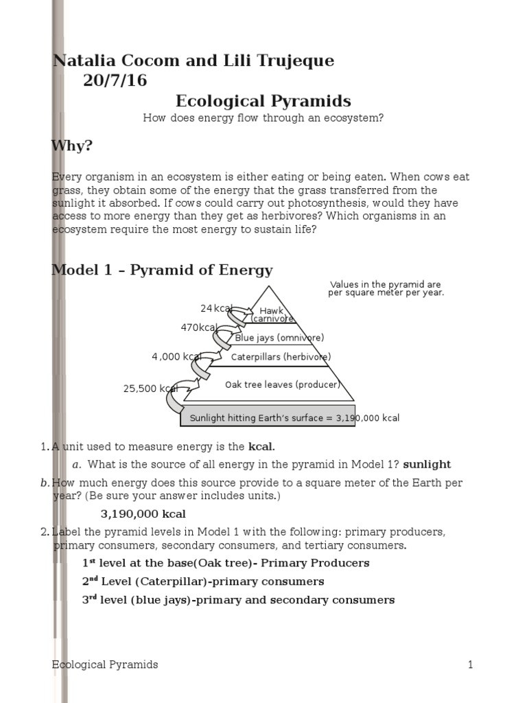 Ecological Pyramids Worksheet Answer Key Worksheet For Education