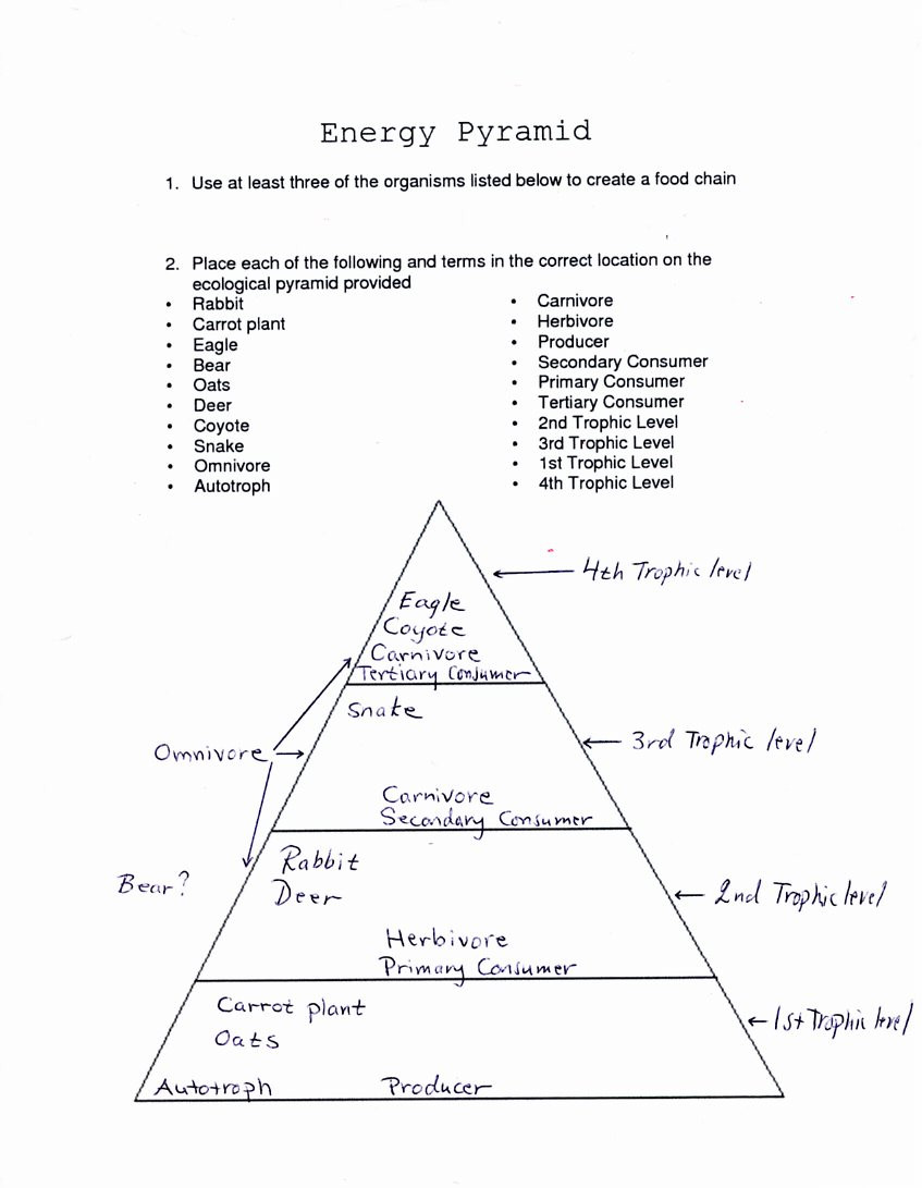 Ecological Pyramids Worksheet Answer Key 4 Gb2 Learnres Web 10ecol