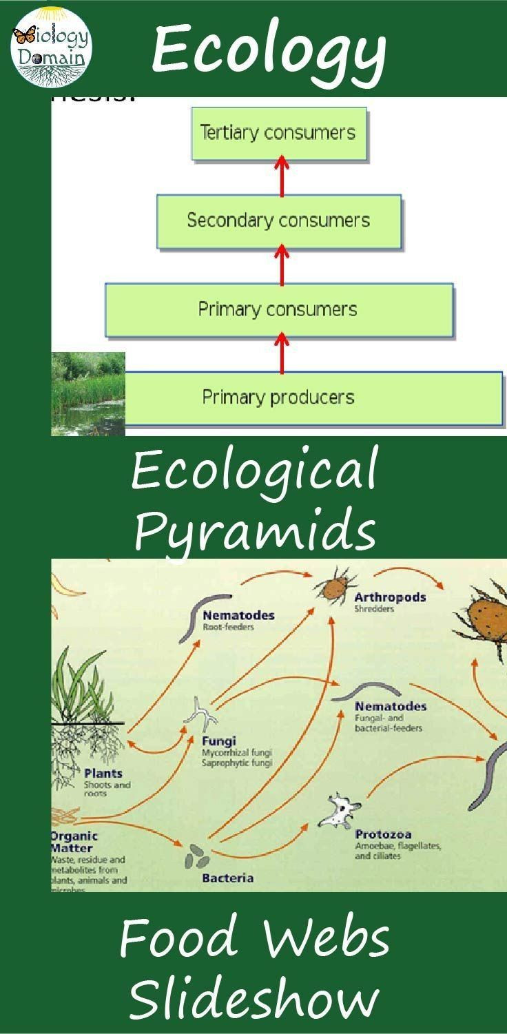 Ecological Pyramids Worksheet Answer Key Pin On Printable Blank Worksheet Template