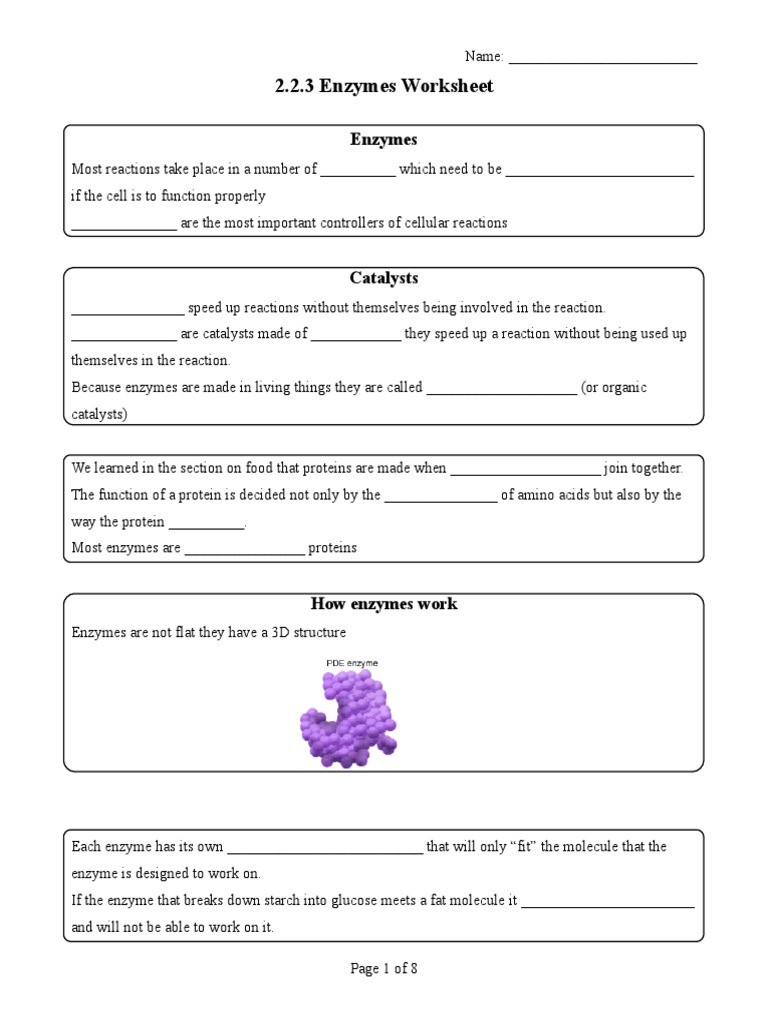 Enzyme Reactions Worksheet Answer Key 2 2 3 Enzymes Worksheetc Enzyme