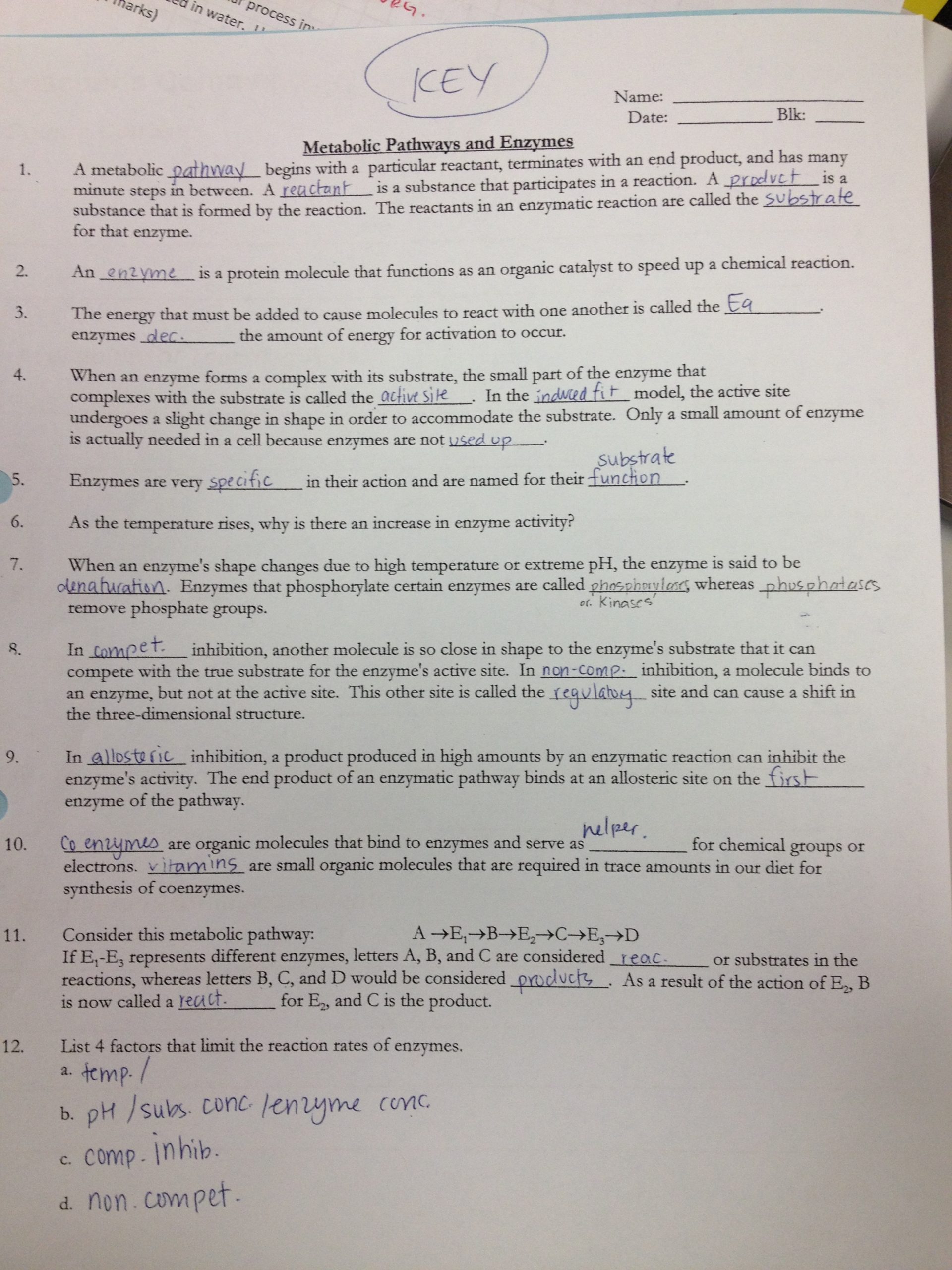 Enzyme Reactions Worksheet Answer Key Enzyme Worksheet Answers