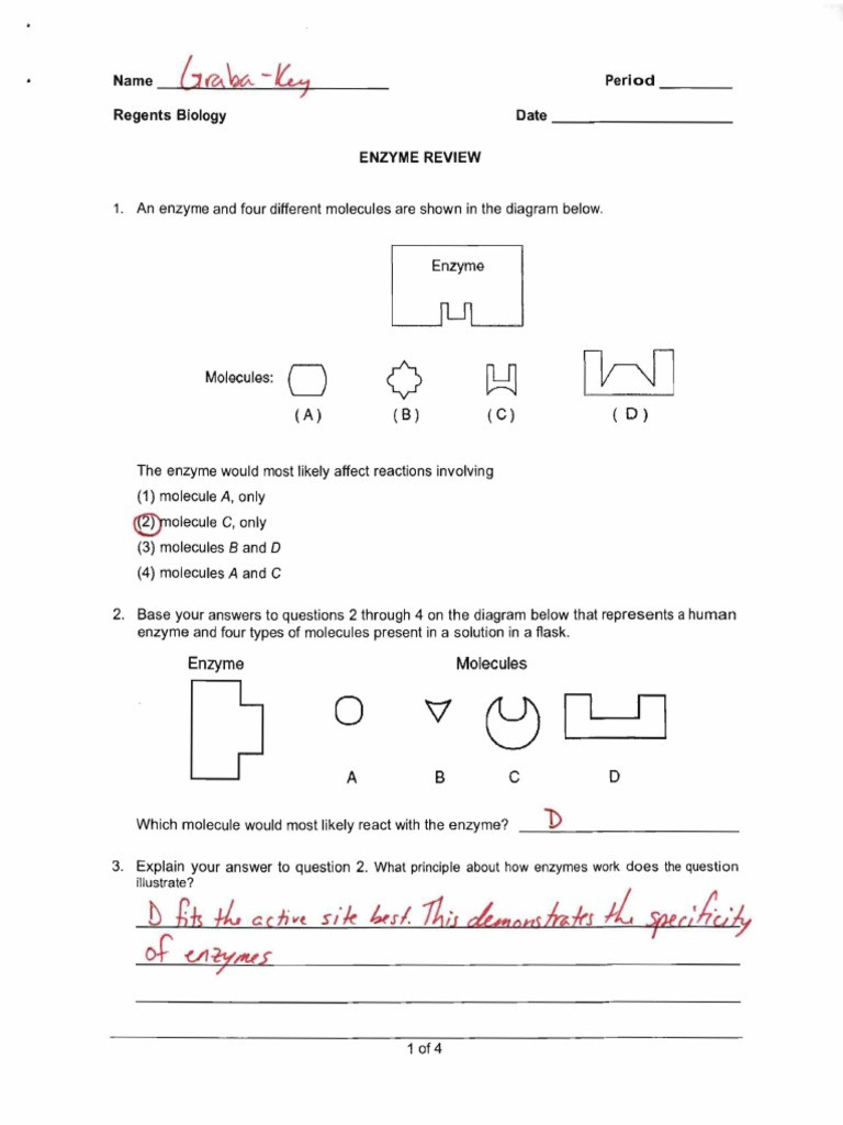 Enzyme Reactions Worksheet Answer Key Enzymereview2008key Enzyme