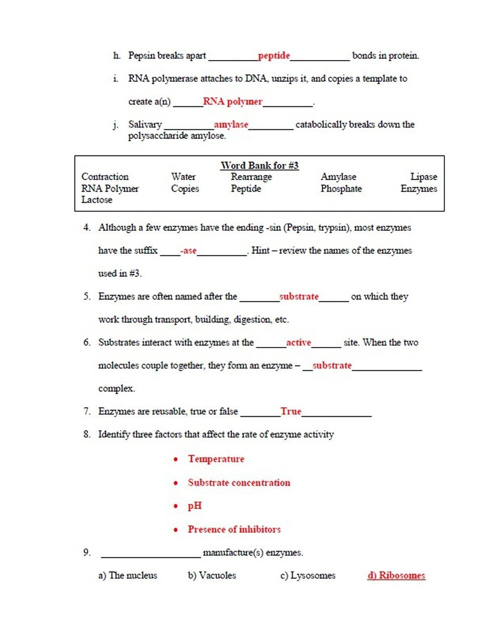 Enzyme Review Worksheet Answers All About Enzymes Worksheet