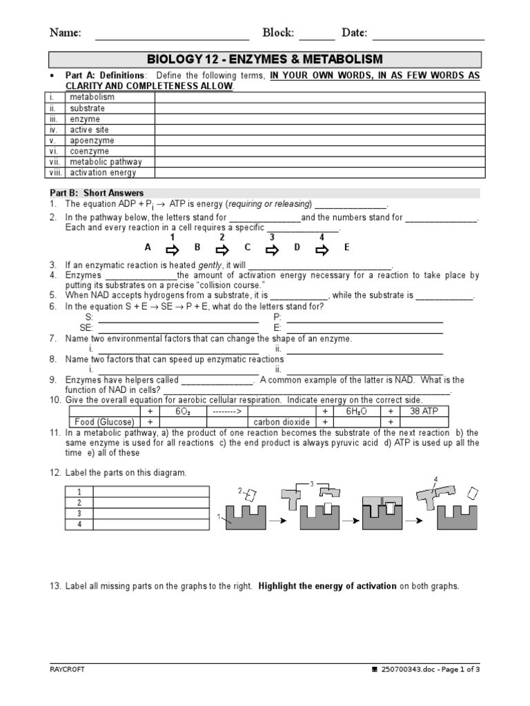 Enzyme Review Worksheet Answers Worksheet Enzymes Review Enzyme