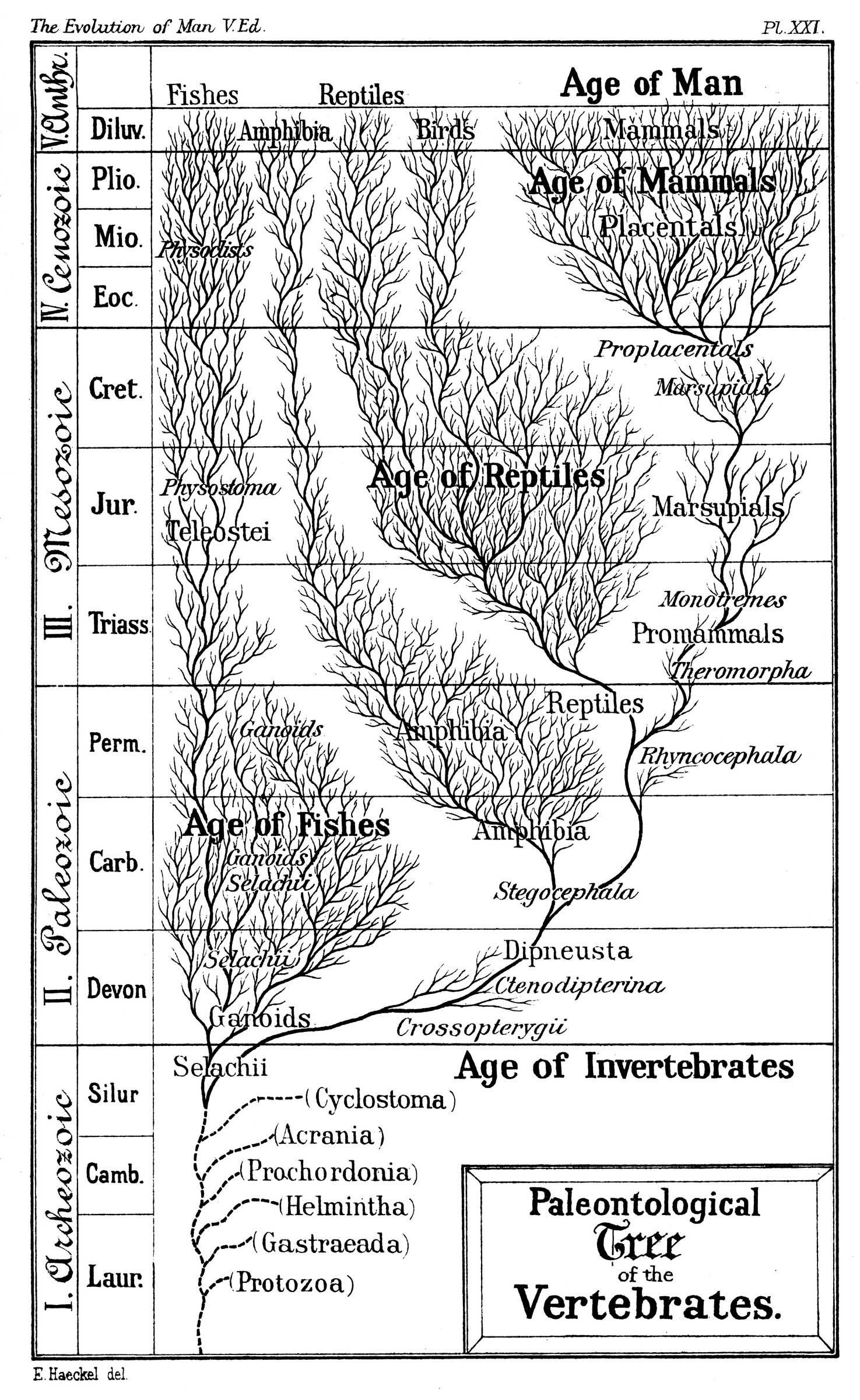 Evidence Of Evolution Worksheet Worksheet For Education