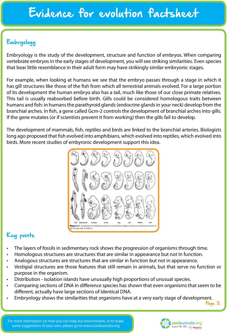 Evidence Of Evolution Worksheet Evidence for Evolution Factsheet Pdf Free Download