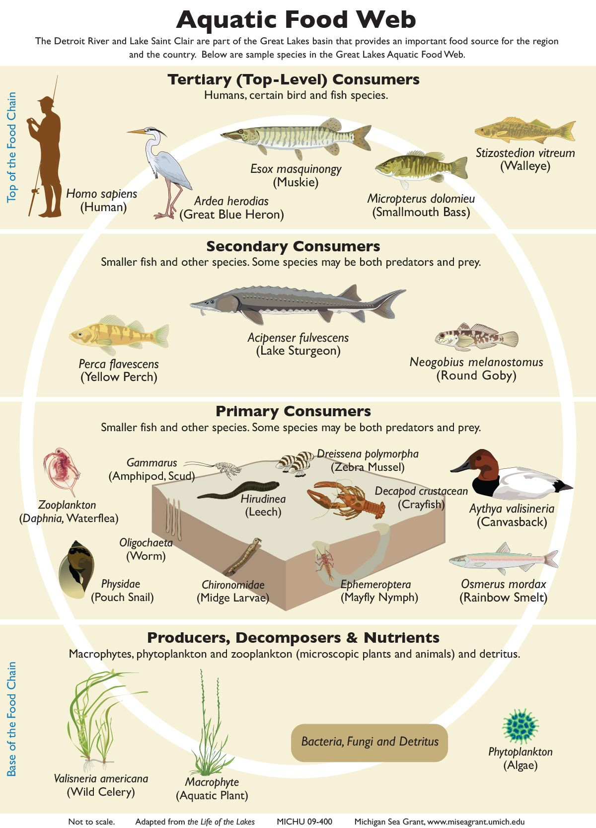 Food Chains and Webs Worksheet Food Chains and Webs Teaching Great Lakes Science