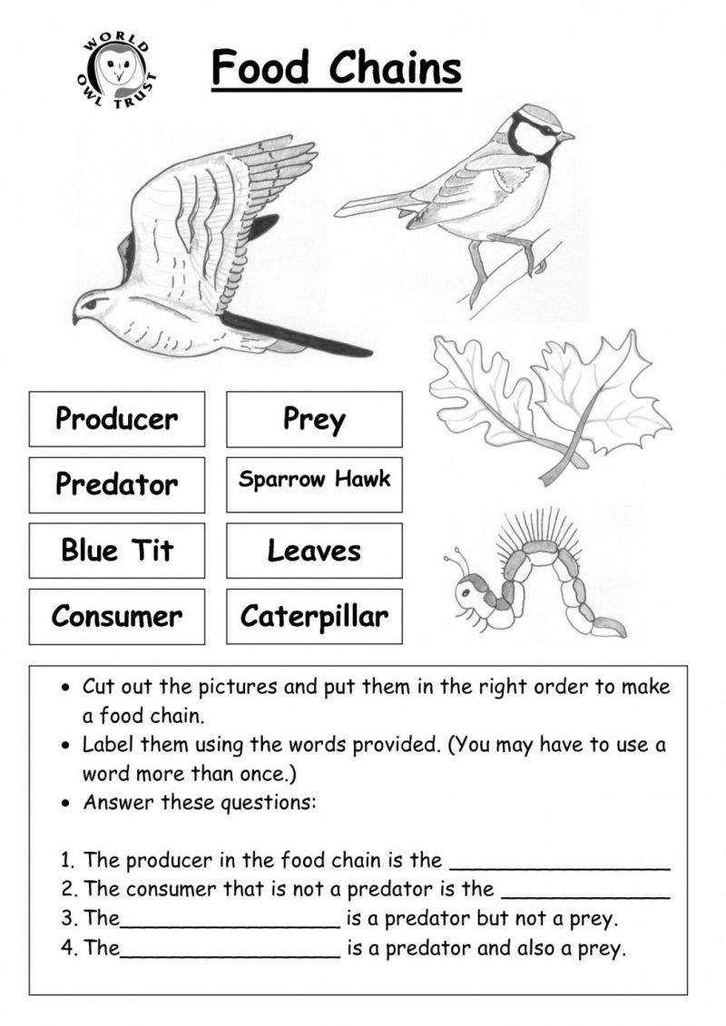 Food Chains and Webs Worksheet Food Chains and Webs Worksheet Promotiontablecovers