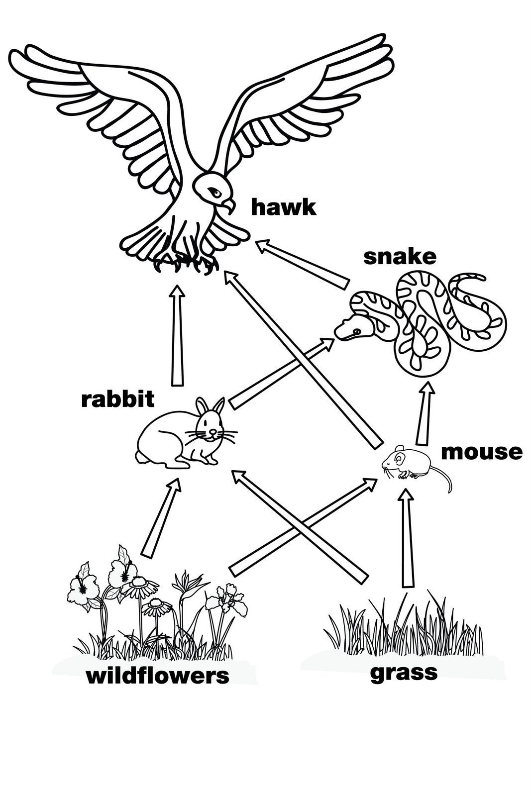 Food Chains and Webs Worksheet Food Web This is A Perfect Diagram for the Food Web