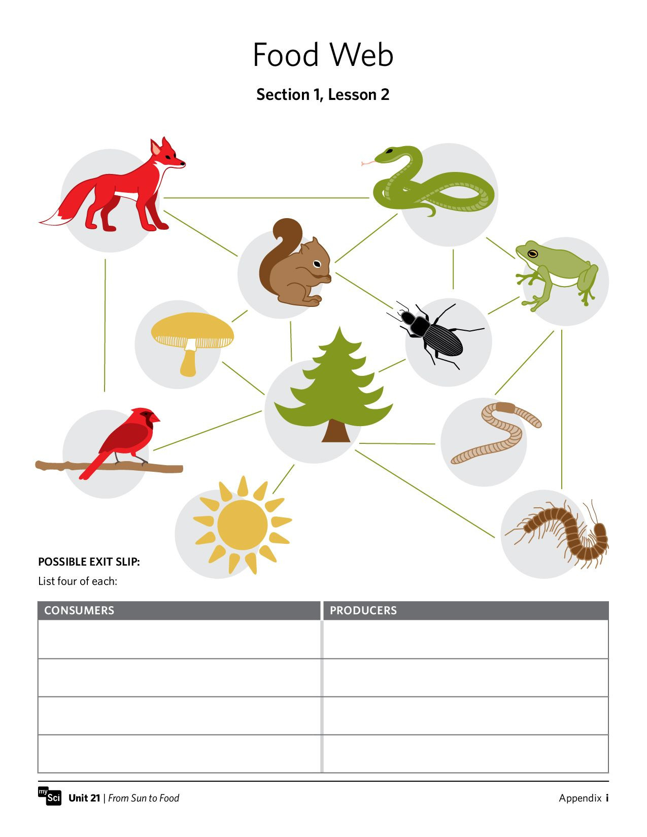 Food Chains and Webs Worksheet Mysci Unit 21 From Sun to Food Preview