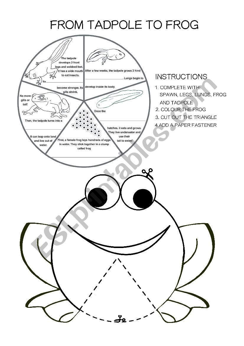 Frog Life Cycle Worksheet Frog Life Cycle Esl Worksheet by Winnie the Witch