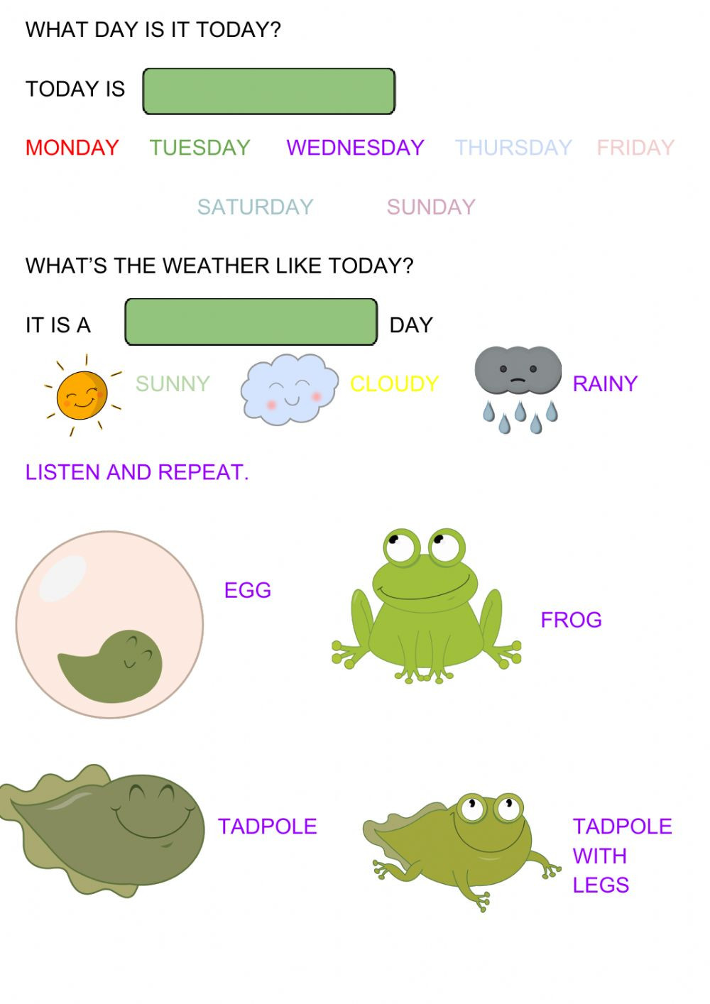 Frog Life Cycle Worksheet Frog Life Cycle Interactive Worksheet