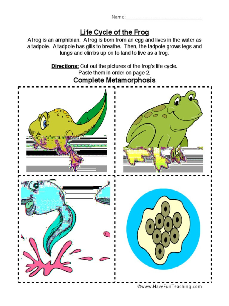 Frog Life Cycle Worksheet Frog Life Cycle Worksheet
