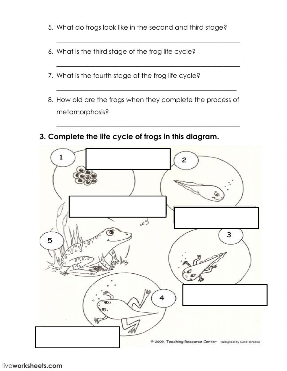 Frog Life Cycle Worksheet Life Cycle Of A Frog Interactive Worksheet