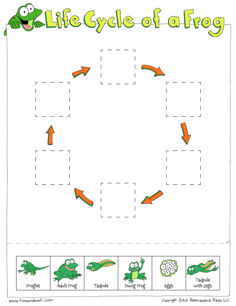 Frog Life Cycle Worksheet Life Cycle Of A Frog Worksheets Cut and Paste