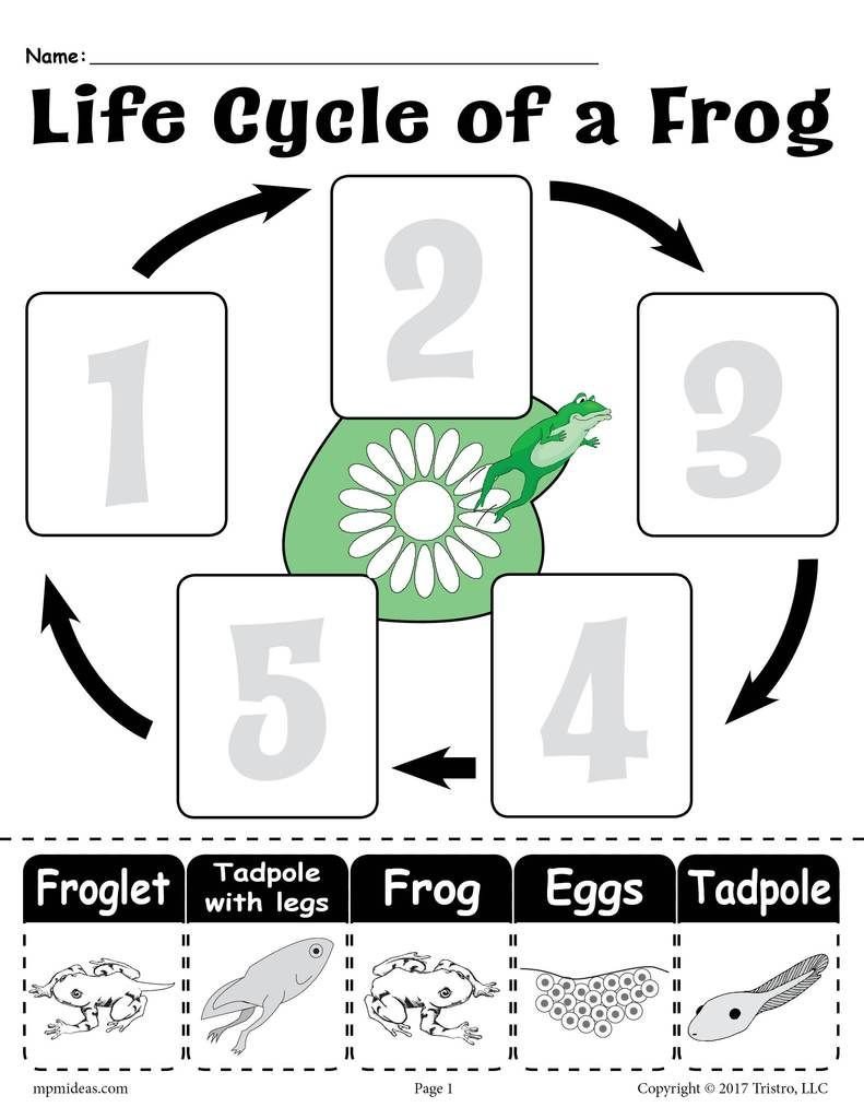 Frog Life Cycle Worksheet Life Cycle Of A Frog&quot; Printable Worksheet