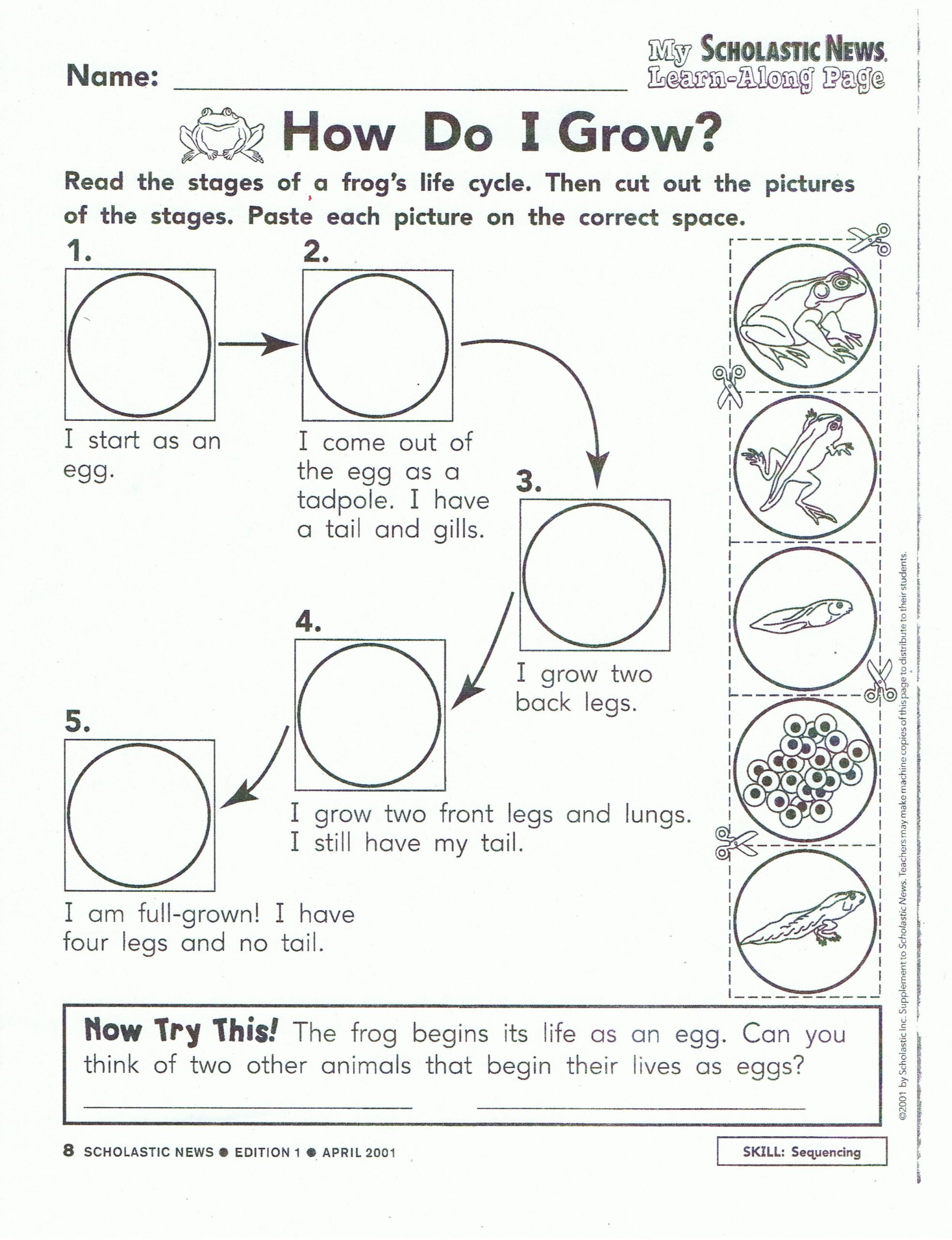 Frog Life Cycle Worksheet toad Life Cycle Image Search Results
