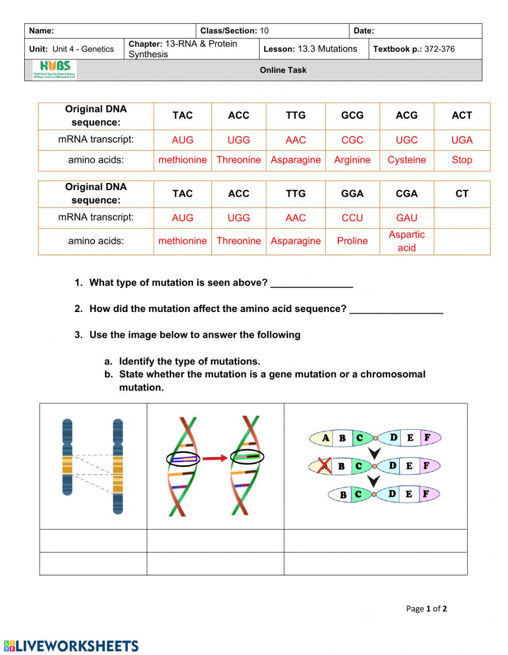 Gene And Chromosome Mutation Worksheet Worksheet For Education