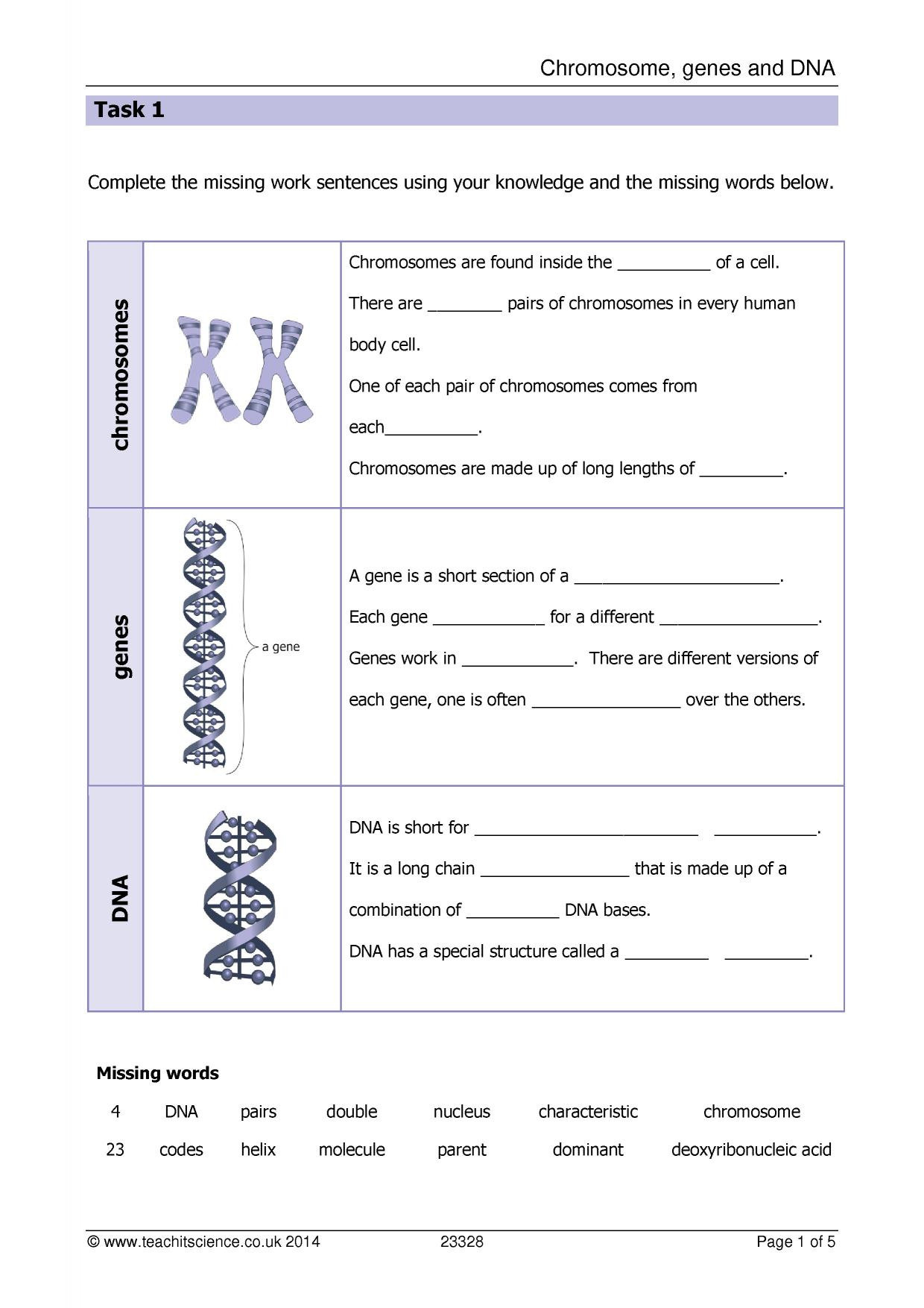Genetics Practice Problems Simple Worksheet X Linked Genes Worksheet