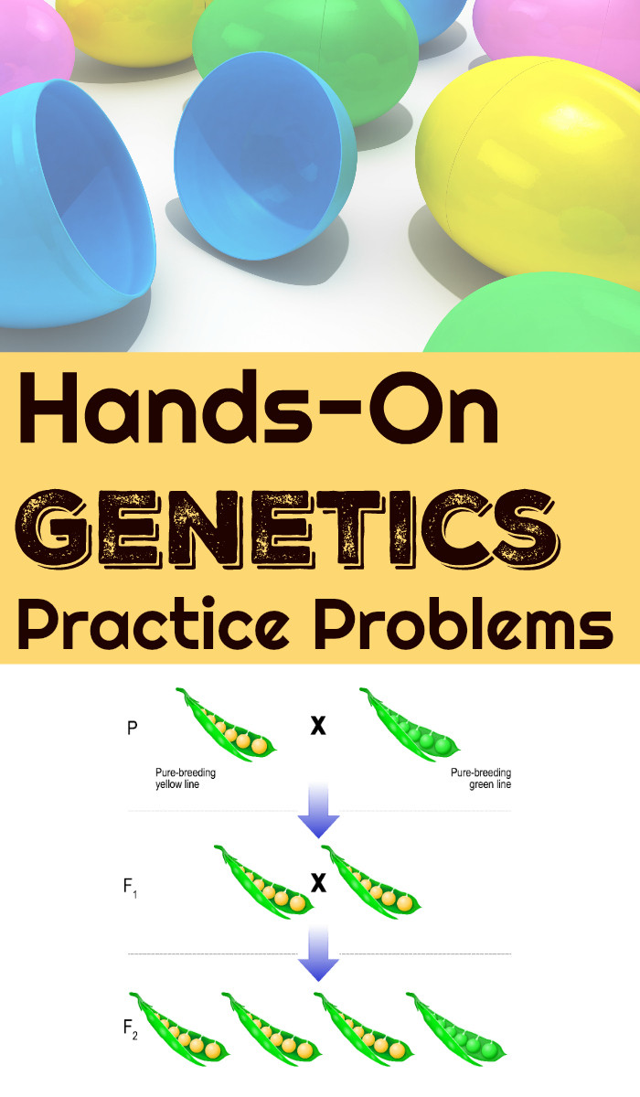 Genetics Practice Problems Worksheet Simple Genetics Practice Problems that Don T Use A Family Tree