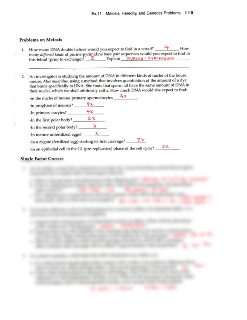 Genetics Problems Worksheet Answers Genetics solutions and Problem solving Manual