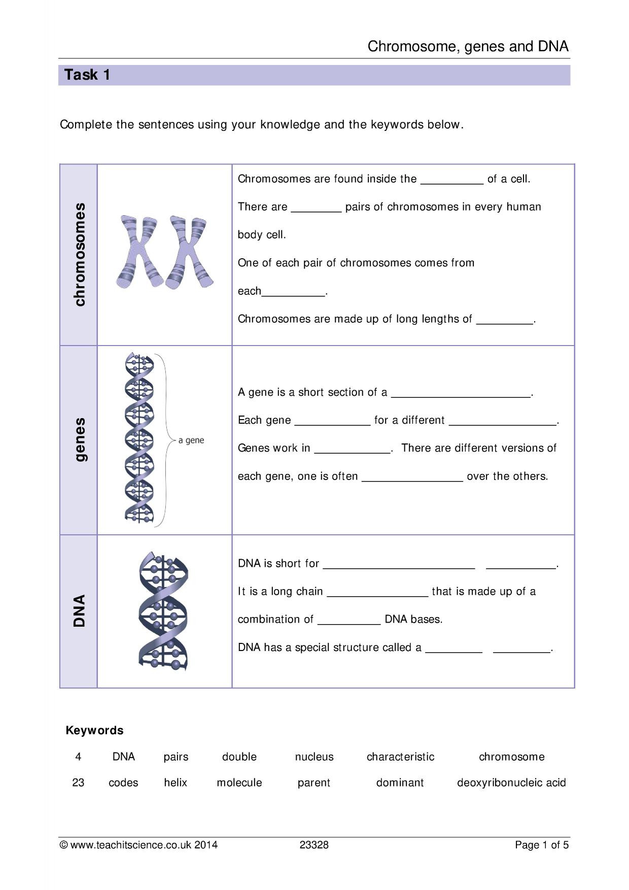 Genetics Worksheet Middle School Chromosomes Genes and Dna Worksheet with Answers
