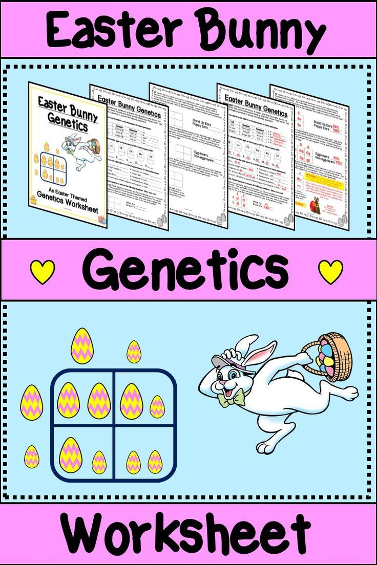 Genetics Worksheet Middle School Easter Genetics Worksheet Punnett Squares Genotype