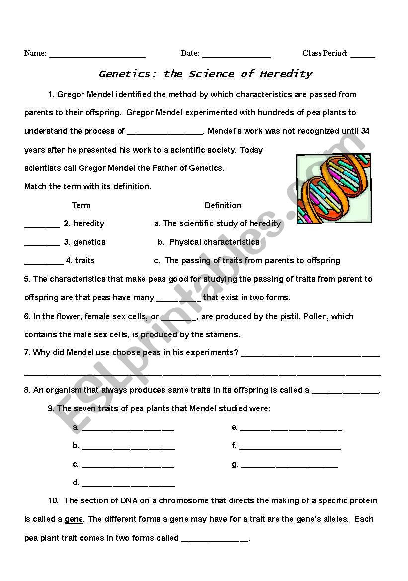 Genetics Worksheet Middle School Genetics Heredity Esl Worksheet by Mahogan