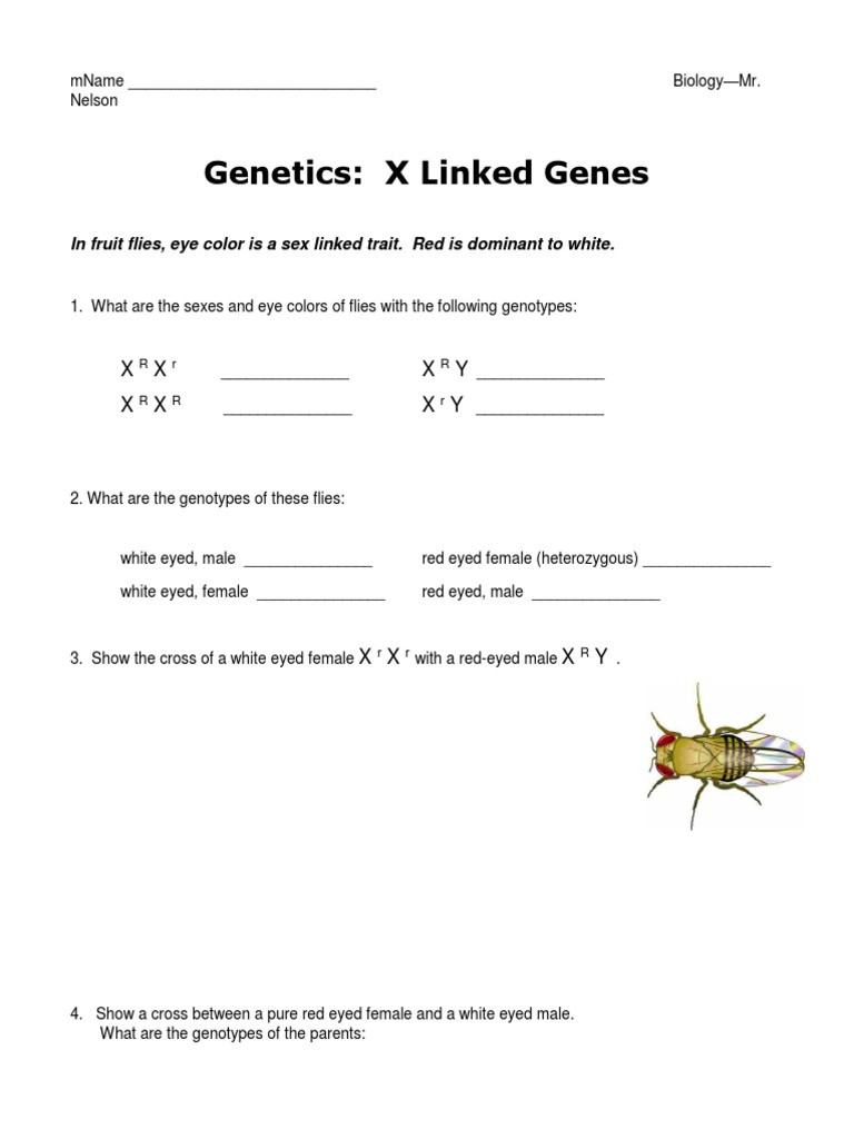 Genetics X Linked Genes Worksheet Genetics X Linked Genes X X X Y X X X Y