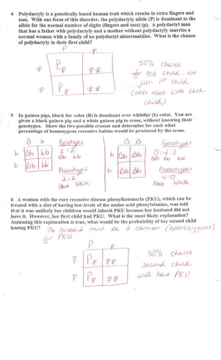 Genotypes and Phenotypes Worksheet Answers Genetic Review for Test