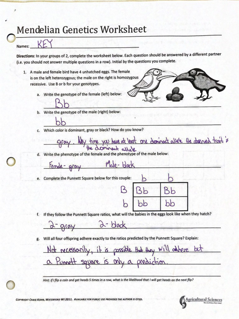 Genotypes and Phenotypes Worksheet Answers Mendelian Genetics Key