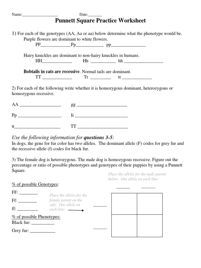 Genotypes and Phenotypes Worksheet Punnett Square Practice Worksheet Edited Pdf