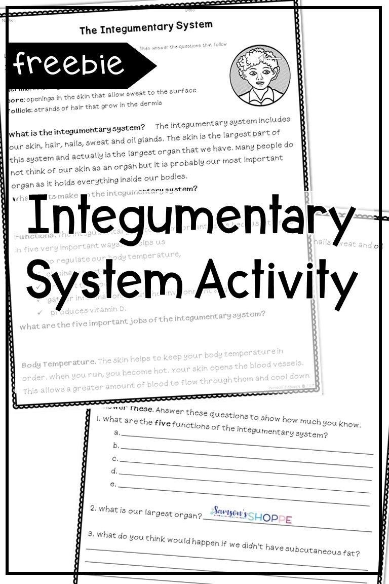 Integumentary System Worksheet Answers Integumentary Hair Skin and Nails Human Body System