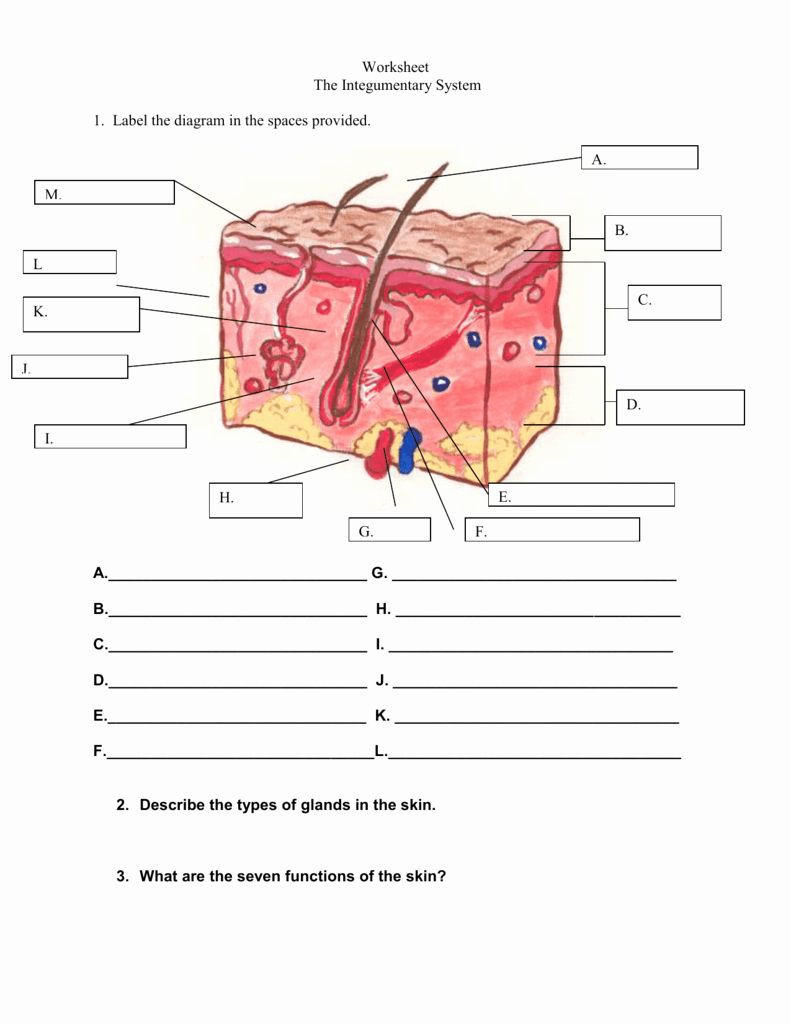 Integumentary System Worksheet Answers Integumentary System Worksheet Answers Elegant Worksheet the