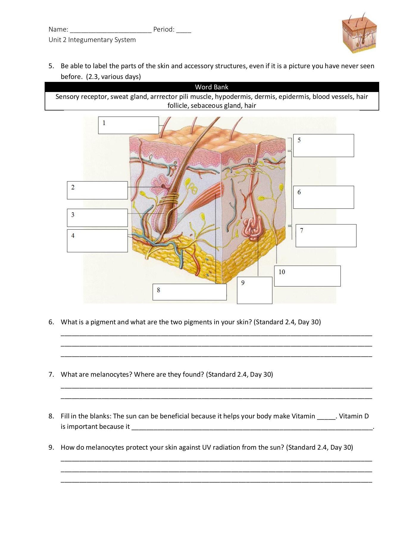 Integumentary System Worksheet Answers Name Period Unit 2 Integumentary System Unit 2 Study Guide