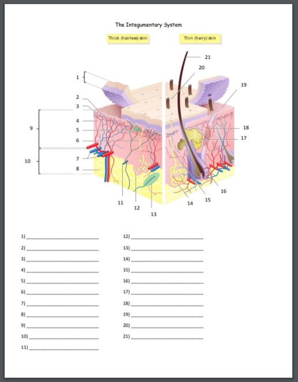 Integumentary System Worksheet Answers the Integumentary System Quiz or Worksheet