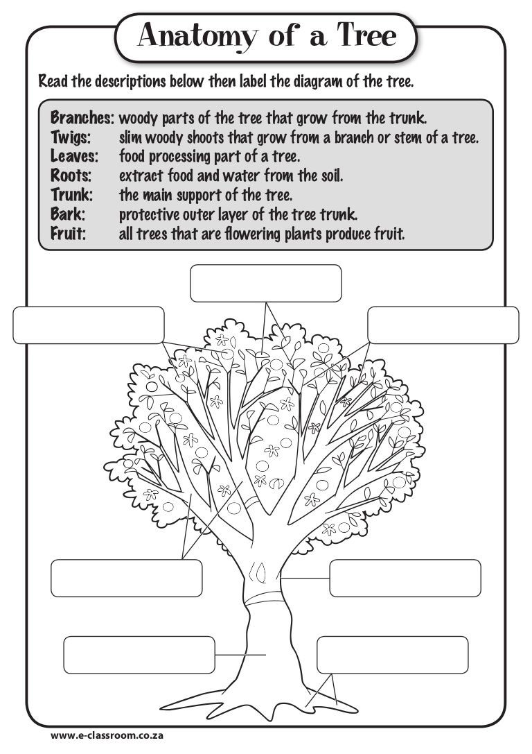Layers Of soil Worksheet Image Result for soil Layers Coloring Sheet
