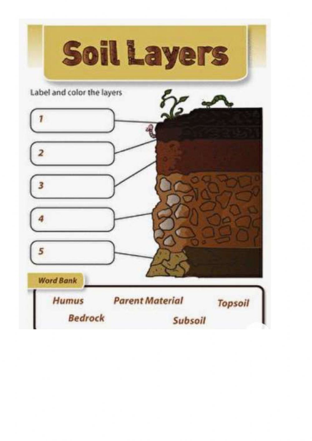 Layers Of soil Worksheet soil Layers Interactive Worksheet
