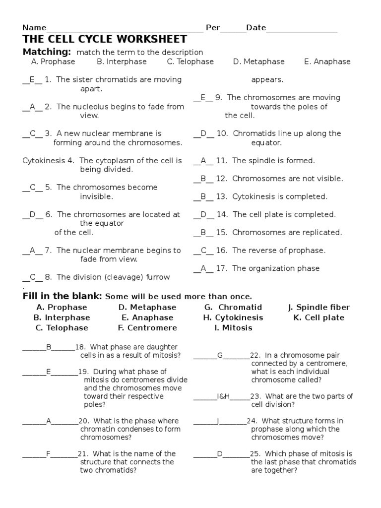 Meiosis Matching Worksheet Answer Key the Cell Cycle Worksheet Answersc Mitosis