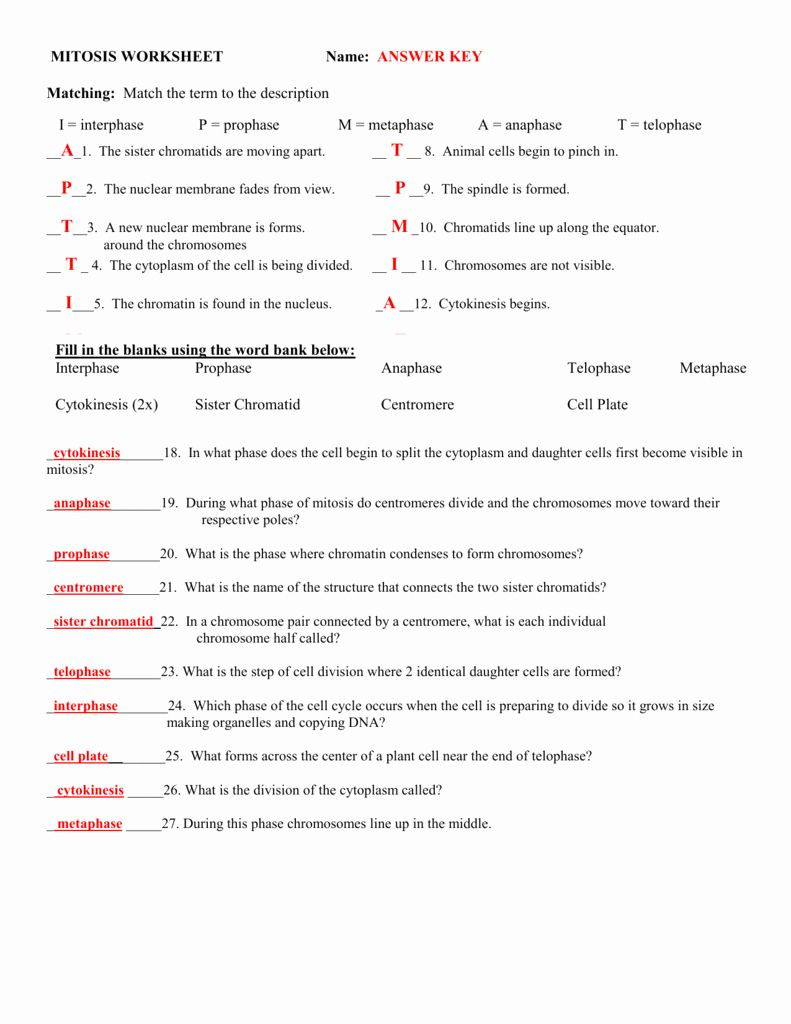 Meiosis Worksheet Vocabulary Answers Pin On Customize Design Worksheet Line