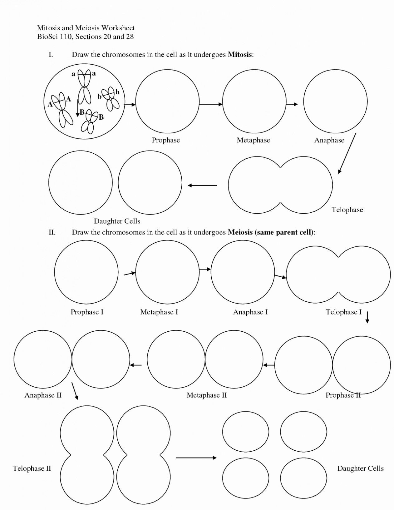 Meiosis Worksheet Vocabulary Answers Pin On Worksheet