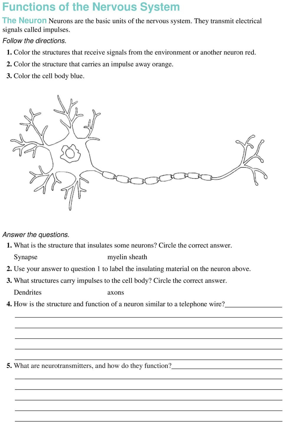 Nervous System Worksheet High School 31 1 the Neuron Build Vocabulary Lesson Objectives Pdf